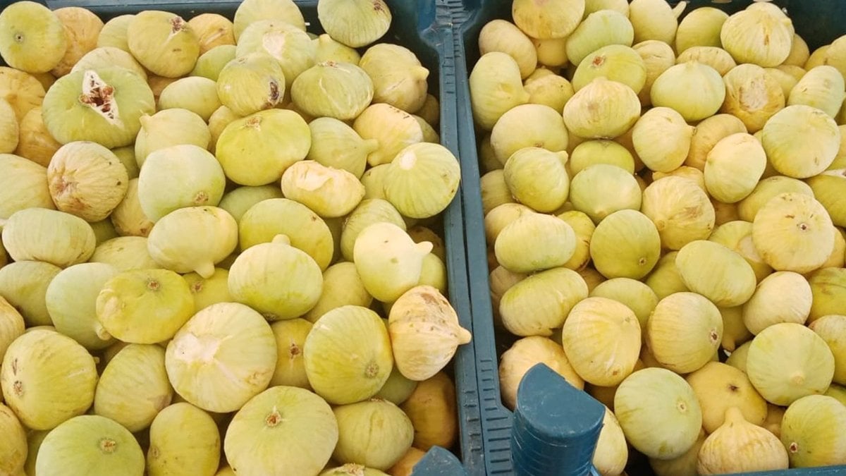 Mersin’de beyaz incir hasadı başladı: Kilosu 100 lira
